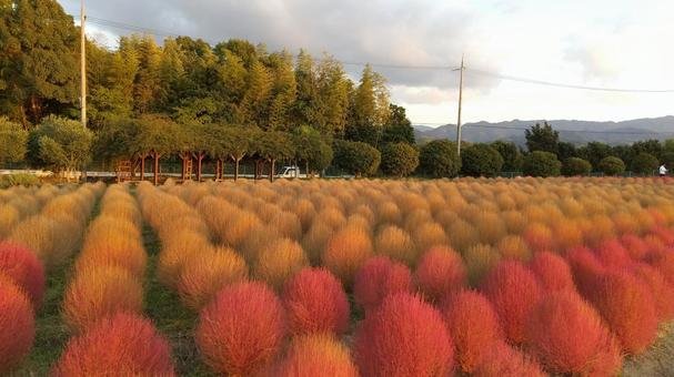 🌸 이즈미 리사이클 환경 공원(이즈미 리사이쿠루 칸쿄 코엔) 이미지 8